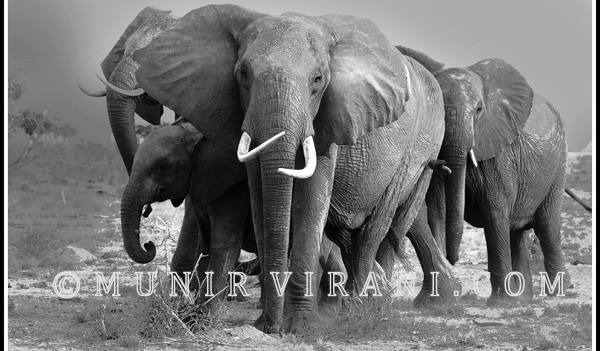 Tsavo Elephants ponder the drought of 2009