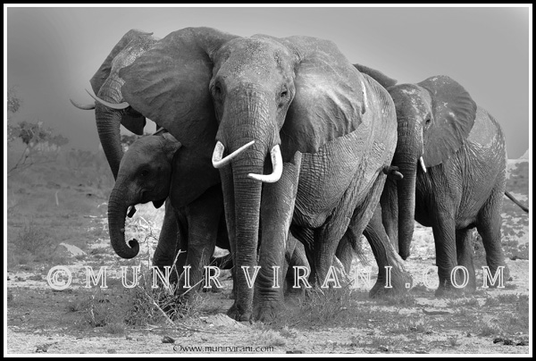 Tsavo Elephants ponder the drought of 2009