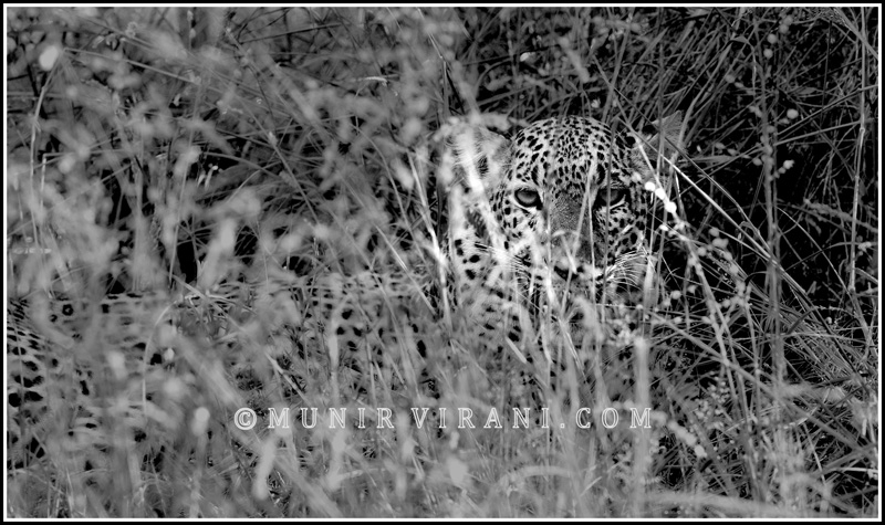 Leopard in Tsavo